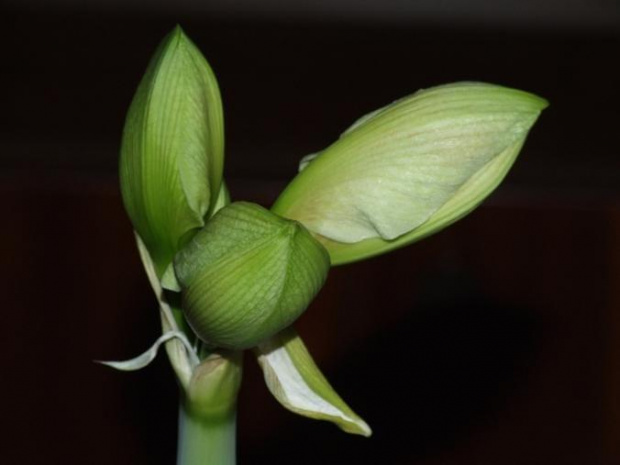 odmiana 'Nymph' - 23 grudnia 2009 #amarylis #Hippeastrum #hydroponika #Nymph