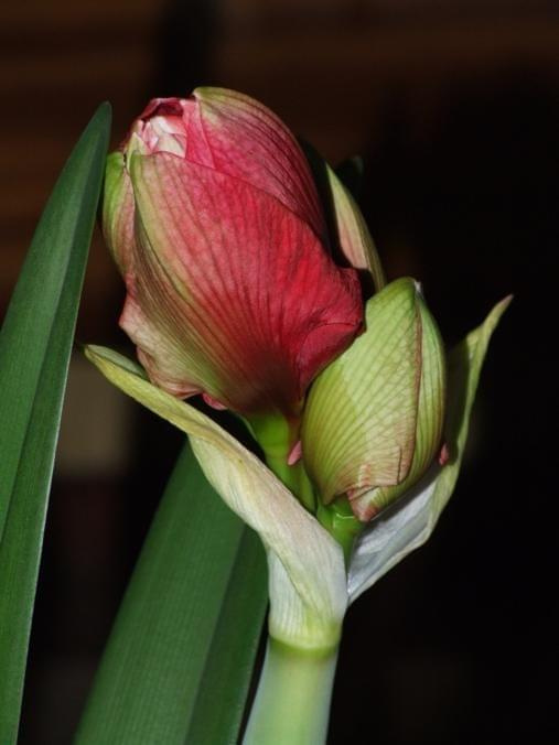 odmiana 'Cherry Nymph' - 23 grudnia 2009 #amarylis #Hippeastrum #hydroponika #CherryNymph