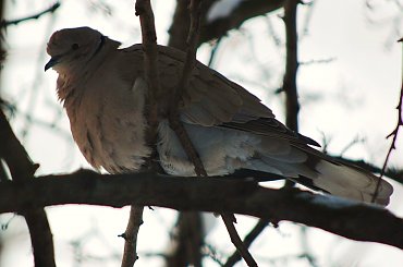 gołąbek #gołąb #ptak