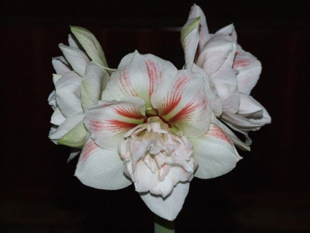 odmiana 'Nymph' - 27 grudnia 2009 #amarylis #Hippeastrum #hydroponika #Nymph