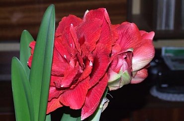 odmiana 'Cherry Nymph' - 27 grudnia 2009 #amarylis #CherryNymph #Hippeastrum #hydroponika