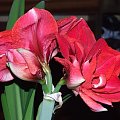 odmiana 'Cherry Nymph' - 27 grudnia 2009 #amarylis #CherryNymph #Hippeastrum #hydroponika