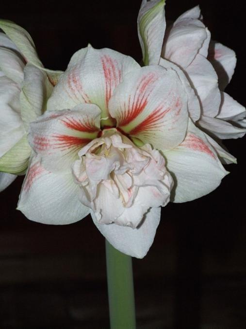 odmiana 'Nymph' - 27 grudnia 2009 #amarylis #Hippeastrum #hydroponika #Nymph