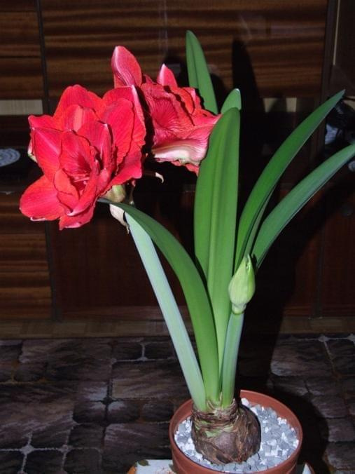 odmiana 'Cherry Nymph' - 27 grudnia 2009 #amarylis #CherryNymph #Hippeastrum #hydroponika