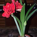 odmiana 'Cherry Nymph' - 27 grudnia 2009 #amarylis #CherryNymph #Hippeastrum #hydroponika