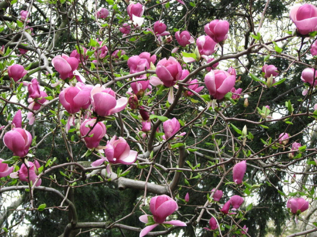 Magnolie