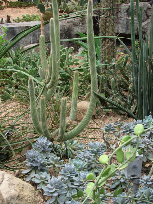 Kaktusiarnia
