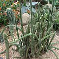 Kaktusiarnia