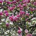 Magnolie