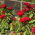 Celozja grzebieniasta - Celosia argentea cristata #kwiaty