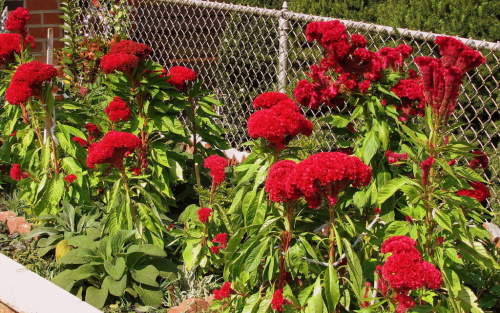 Celozja grzebieniasta - Celosia argentea cristata #kwiaty