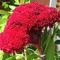 Celozja grzebieniasta - Celosia argentea cristata #kwiaty