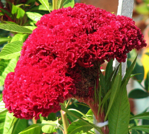 Celozja grzebieniasta - Celosia argentea cristata #kwiaty