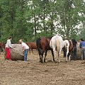 karmienie koni #FundacjaTara #Tara #piskorzyna #KONIE #wolontariat