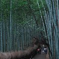Las bambusowy w Kioto.
