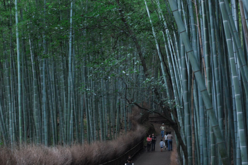 Las bambusowy w Kioto.