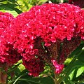 Celozja grzebieniasta - Celosia argentea cristata #kwiaty