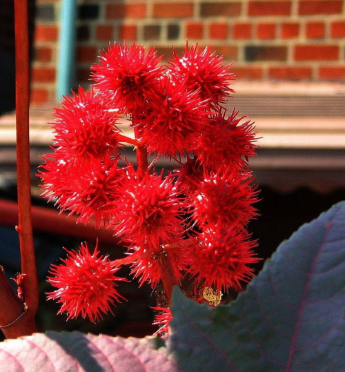 Co jeszcze kwitnie?
Rącznik pospolity, kleszczowina pospolita, rycynus (Ricinus communis) #kwiaty