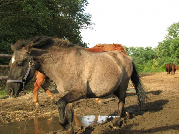 Nicpoń #FundacjaTara #Tara #Piskorzyna #konie