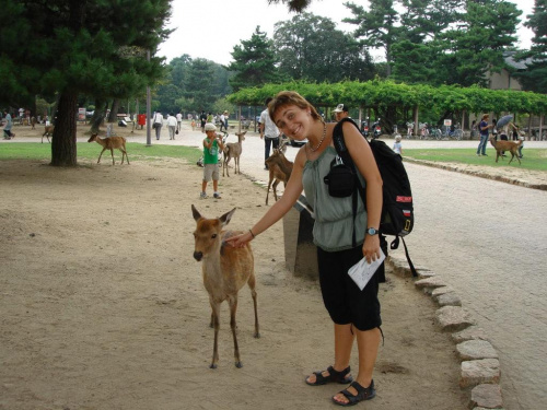 W miejscowosci Nara jest park- Nara Park w ktorym swobodnie chodza sobie daniele-mozna do nich podejsc,poglaskach, a jeszcze lepiej mozna je nakarmic! sa bardzo glodne...zjadaja nawet mapy turystyczne...