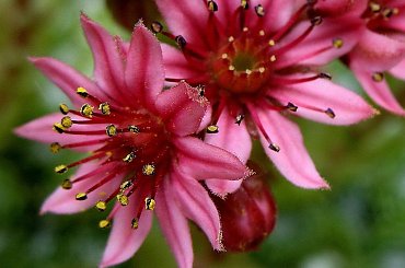 dla Basi - Jovanki1 ... #kwiaty #rozchodniki #ogród #życzenia #imieniny