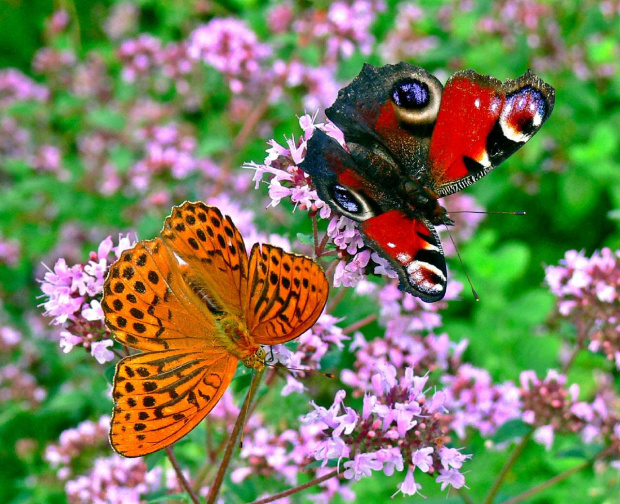 Dwa motylki dla januszk-a:)) wraz z serdecznymi pozdrowieniami:)) #motyle #natura #przyroda #fauna #owady