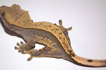 #CrestedGecko #GekonOrzęsiony #hatchling #RhacodactylusCiliatus