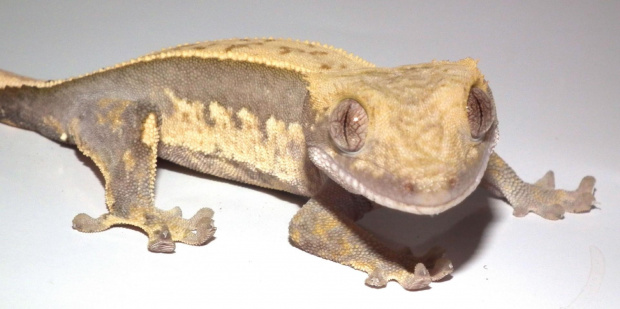 #CrestedGecko #GekonOrzęsiony #hatchling #RhacodactylusCiliatus