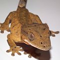 #CrestedGecko #GekonOrzęsiony #hatchling #RhacodactylusCiliatus