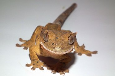 #CrestedGecko #GekonOrzęsiony #hatchling #RhacodactylusCiliatus