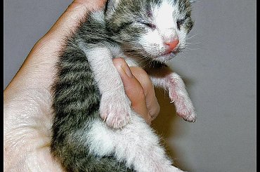 Dwudniowe maleństwo #koty #kocięta #kociaczki