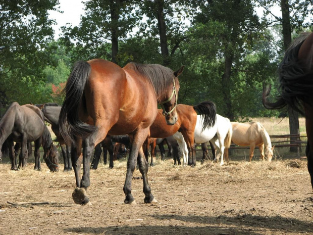 22 września 2007 #FundacjaTara #piskorzyna #konie