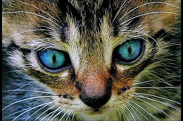 Błękitne oczęta #koty #kocięta #kociaczki