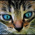 Błękitne oczęta #koty #kocięta #kociaczki