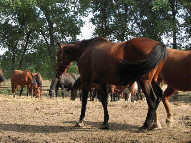22 września 2007 #FundacjaTara #piskorzyna #konie