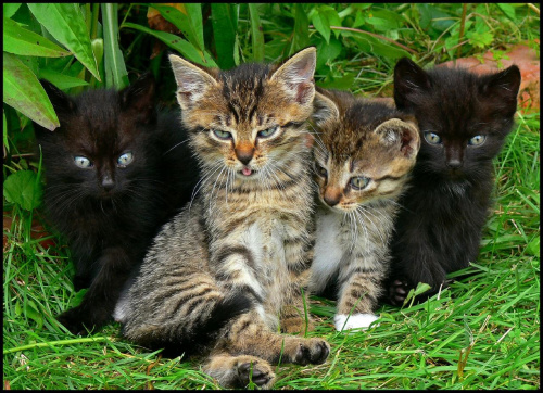 Rodzeństwo #koty #kocięta #kociaczki