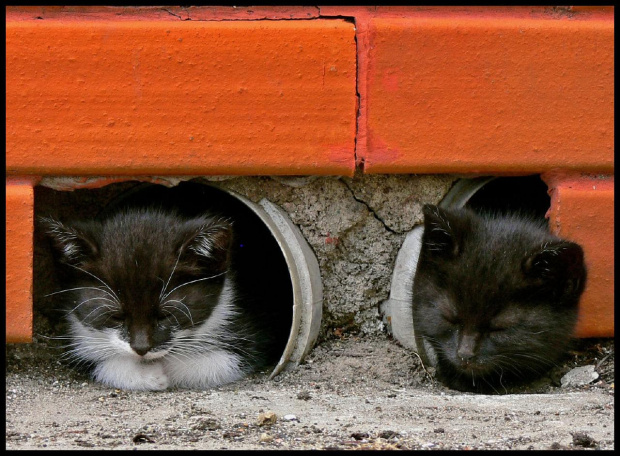 Schowane w mysiej dziurce...:) #koty #kocięta #kociaczki