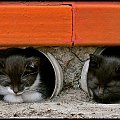 Schowane w mysiej dziurce...:) #koty #kocięta #kociaczki