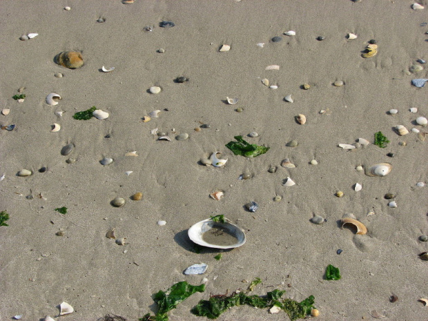 Październikowy spacer plażą... #ocean #plaza #mewy #ludzie #motyl