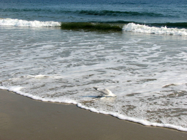 Październikowy spacer plażą... #ocean #plaza #mewy #ludzie #motyl