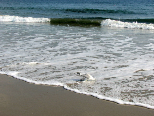 Październikowy spacer plażą... #ocean #plaza #mewy #ludzie #motyl