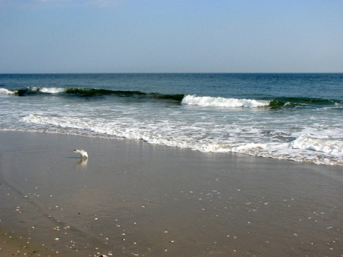 Październikowy spacer plażą... #ocean #plaza #mewy #ludzie #motyl