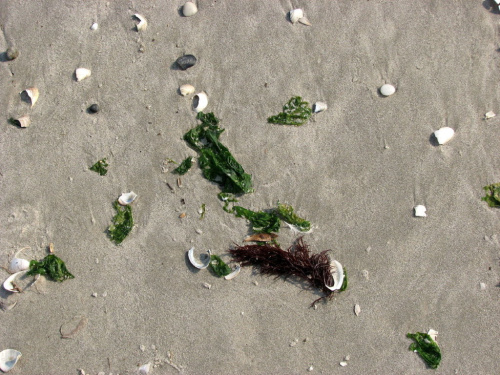 Październikowy spacer plażą... #ocean #plaza #mewy #ludzie #motyl