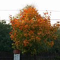 Na tym drzewku widać już jesień :) #Jesień