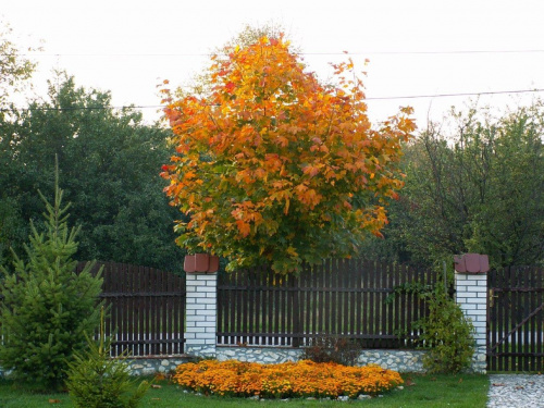 Na tym drzewku widać już jesień :) #Jesień