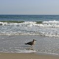 Październikowy spacer plażą... #ocean #plaza #mewy #ludzie #motyl