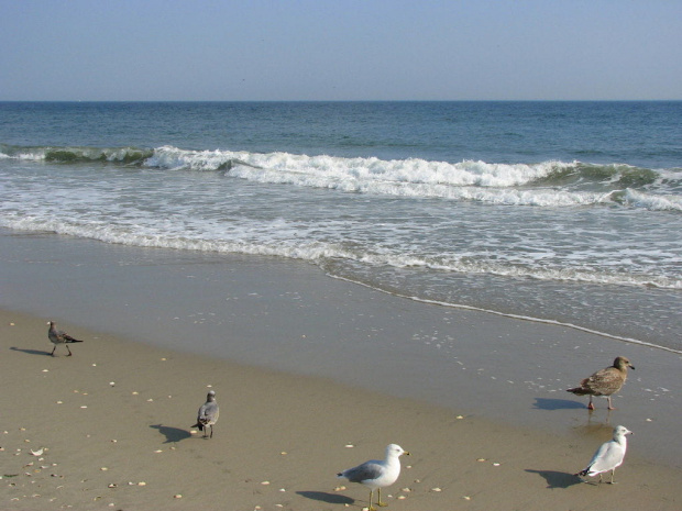 Październikowy spacer plażą... #ocean #plaza #mewy #ludzie #motyl