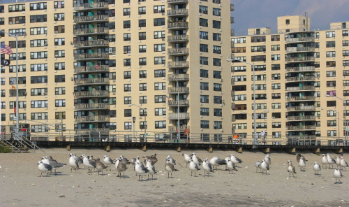 Październikowy spacer plażą... #ocean #plaza #mewy #ludzie #motyl