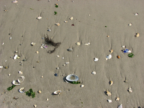 Październikowy spacer plażą... #ocean #plaza #mewy #ludzie #motyl