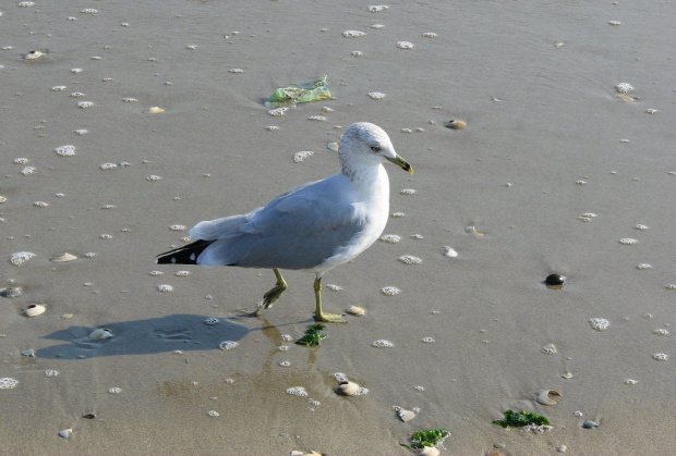 Październikowy spacer plażą... #ocean #plaza #mewy #ludzie #motyl